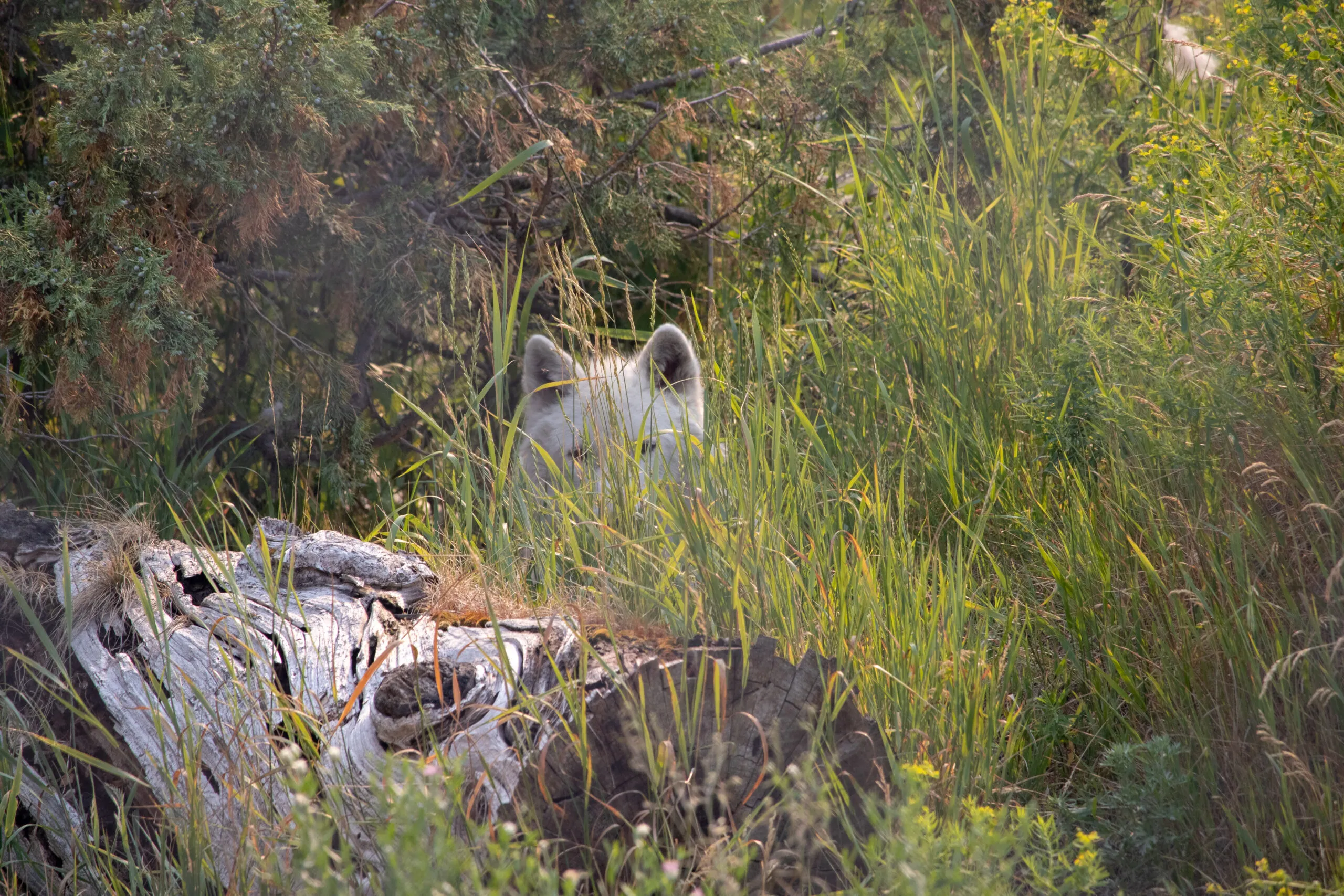 Artic Wolf