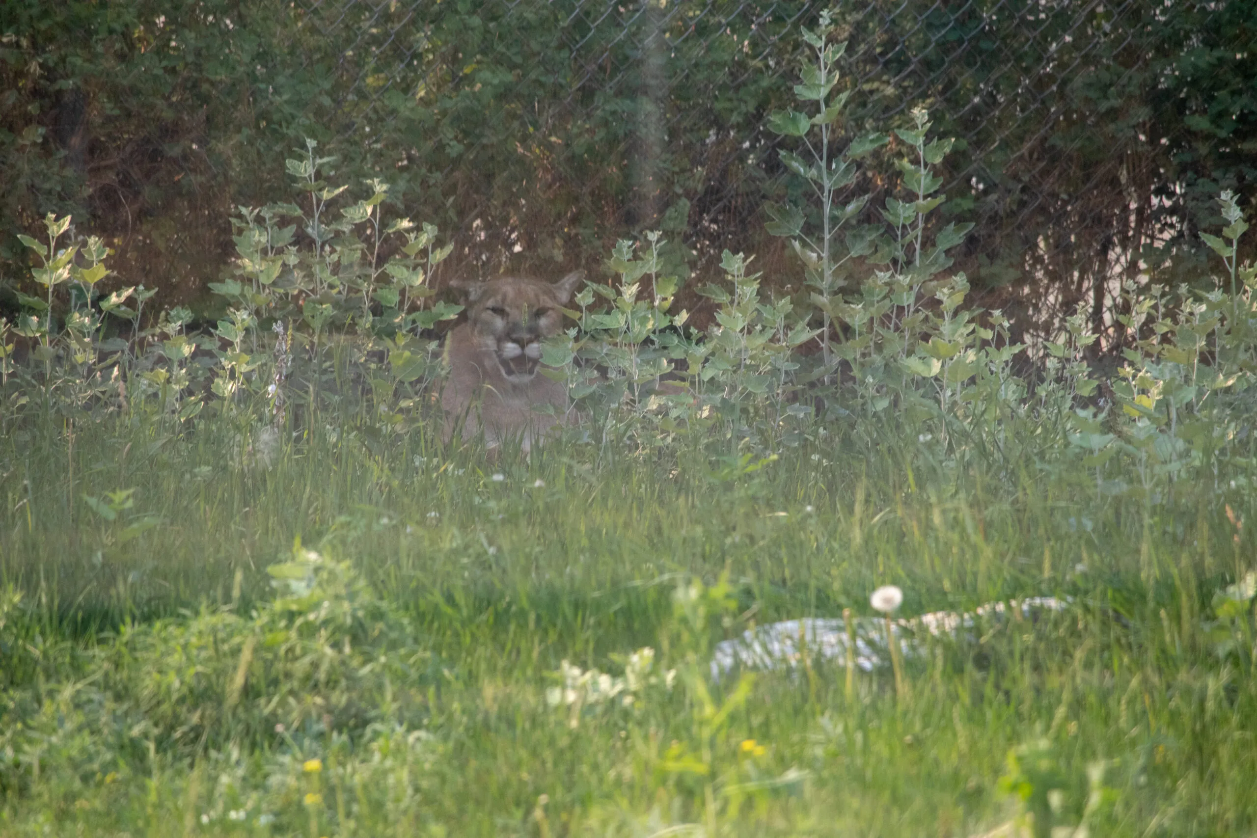 Cougar