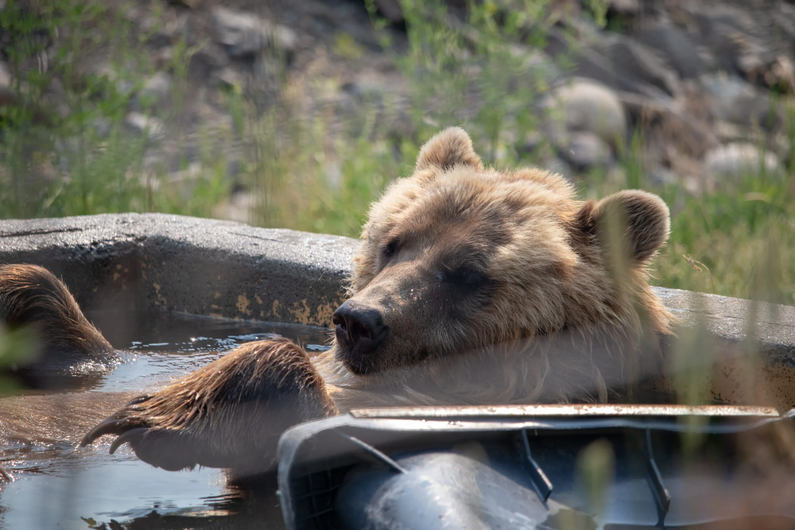 BC Wildlife Park